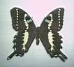 Papilio_Delalandii.jpg